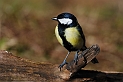 Great tit - A